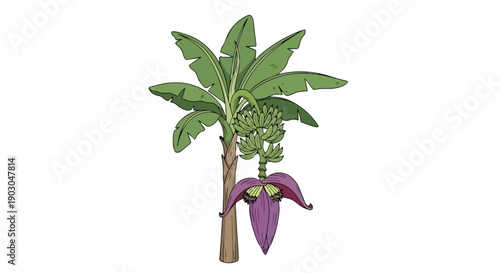 Vibrant illustration of a flourishing banana plant displaying its fruit and majestic purple bloom