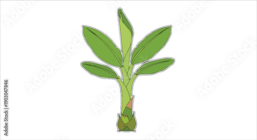 Vibrant green banana plant sapling with lush leaves growing from fertile ground illustration