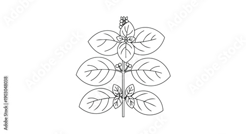 A minimalist line art illustration of a botanical plant, featuring a central stem with symmetrically arranged leaves and delicate clusters, ideal
