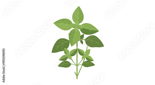Fresh vibrant green basil plant, aromatic illustration, perfect for culinary and herbal themes on a pure white background for various design uses