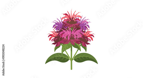 Stylized bee balm bloom, a botanical illustration with vibrant pink and purple petals