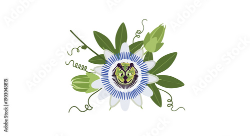 Exotic botanical illustration of a vibrant passion flower with prominent blue and white petals intricate corona lush green leaves and delicate
