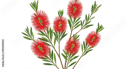 Vibrant red bottlebrush blooms with slender green foliage illustration artfully arranged to create a lively botanical design on a clean white