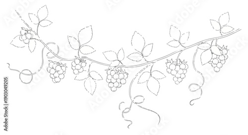 Elegant line art of a raspberry vine, showcasing botanical detail of berries and leaves.