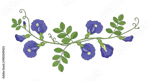 A charming botanical illustration capturing the serene beauty of vivid blue butterfly pea blossoms gracefully interwoven with fresh green leaves