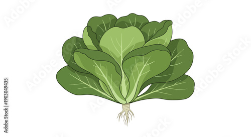 A vivid digital illustration of a wholesome green leafy vegetable, clearly displaying its vibrant leaves and underlying root system, ideal for