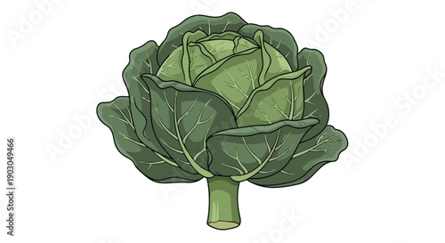 A vibrant green garden cabbage illustration showcasing crisp leafy layers and its sturdy stem ideal for culinary concepts healthy eating educational