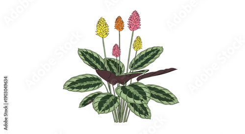 Vibrant Tropical Plant Illustration with Colorful Spiked Blooms and Distinctive Foliage Patterned Leaves
