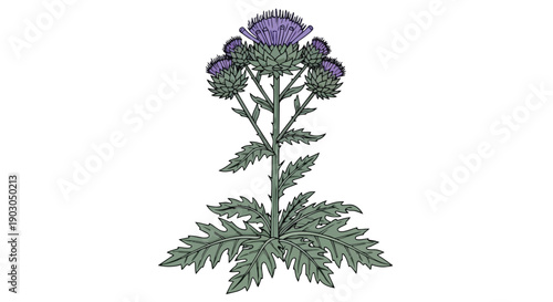 Vivid botanical rendering of a purple thistle plant with spiky foliage and multiple blossoming flower heads