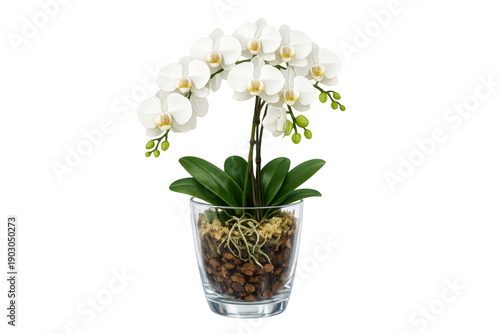 Wallpaper Mural White phalaenopsis orchid plant blooming in glass pot with exposed roots, transparent background Torontodigital.ca
