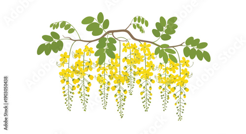 Elegant botanical drawing of golden yellow blossoms on a lush green branch cascading gracefully