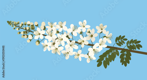 Elegant illustration of blooming white flowers on a graceful branch against a serene blue background capturing the essence of spring's delicate