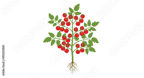 Lush garden tomato plant with a vibrant display of ripe red fruits and healthy green foliage illustrating natural growth and fresh produce harvest