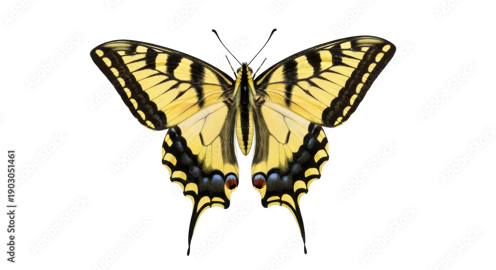 Obraz premium Eastern tiger swallowtail butterfly PNG isolated on transparent background, yellow and black insect with open wings for design use