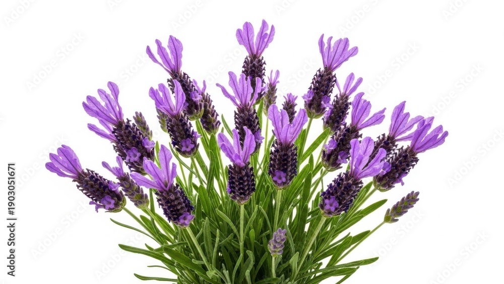 Obraz premium Vibrant purple lavender bouquet