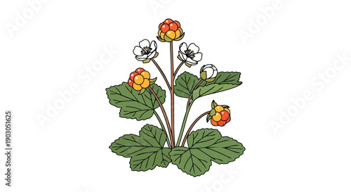 Intricate botanical illustration showcasing a cloudberry plant, adorned with characteristic green leaves, pristine white flowers, and its uniquely