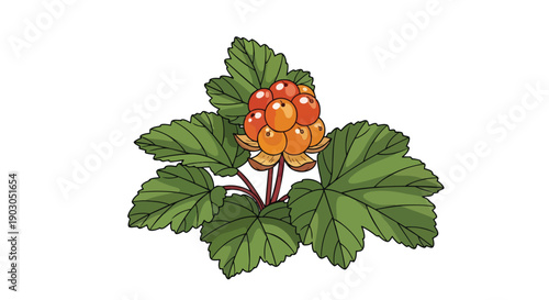 Vibrant illustration of a wild cloudberry plant showcasing its distinct green leaves and ripe, luminous orange-red arctic fruits perfect for natural