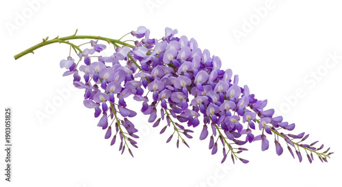 Photos Wisteria flowers isolated on transparent background PNG, purple cascading blooms