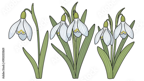 Illustration of three clusters of white snowdrop flowers with green stems and leaves. Each flower nods gently, conveying a serene, delicate beauty.