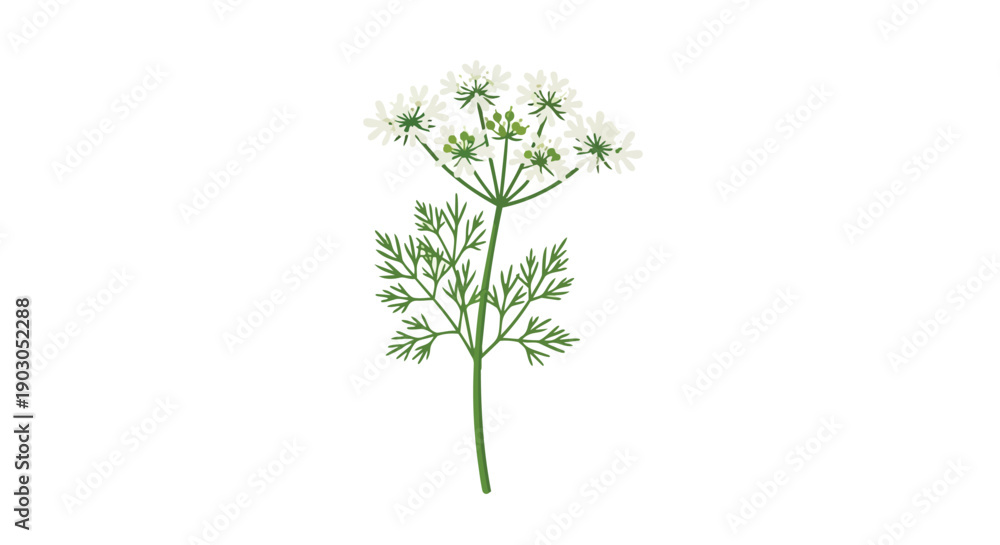 Fototapeta premium Delicate white florets and verdant foliage beautifully illustrate the essence of a blossoming herb, symbolizing purity and natural growth in a