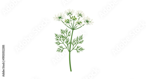 Delicate white florets and verdant foliage beautifully illustrate the essence of a blossoming herb, symbolizing purity and natural growth in a
