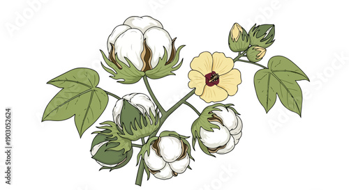 Fluffy cotton plant illustration featuring mature bolls, developing buds, and a vibrant yellow blossom, symbolizing natural fiber growth and