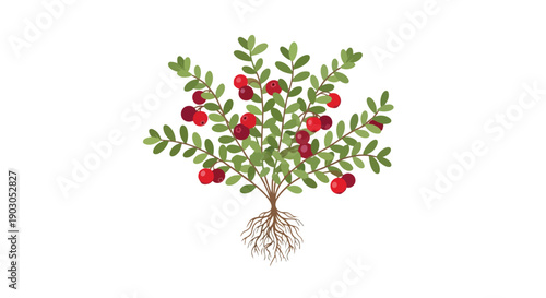 Vibrant botanical illustration of a flourishing berry shrub with abundant red fruits and intricate exposed root system depicted in clean flat design