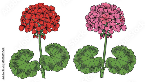 Illustration of two geranium flowers: one red and one pink. Each has a cluster of blooms atop a green stem with two large round leaves, conveying a fresh and vibrant feel.