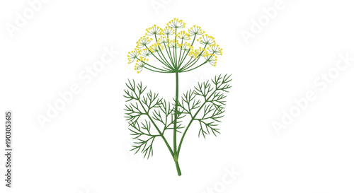 Botanical illustration of a fresh dill herb displaying its intricate feathery foliage and bright yellow umbrella shaped flower clusters on a