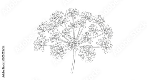 Detailed botanical sketch portraying the intricate radial symmetry of an umbellate inflorescence, highlighting its delicate natural forms and