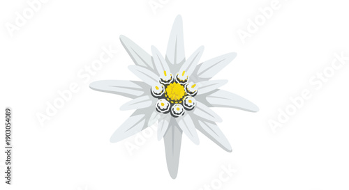 Stylized illustration of a distinctive white alpine bloom featuring a vibrant yellow core on a clean background.
