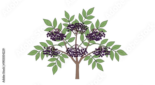 Botanical illustration of an elderberry plant, featuring vibrant green leaves and abundant clusters of ripe, dark purple berries. Excellent for