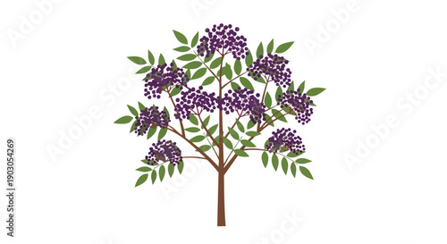Stylized botanical illustration of a robust fruit-bearing shrub, showcasing abundant clusters of vibrant dark purple berries amidst lush green