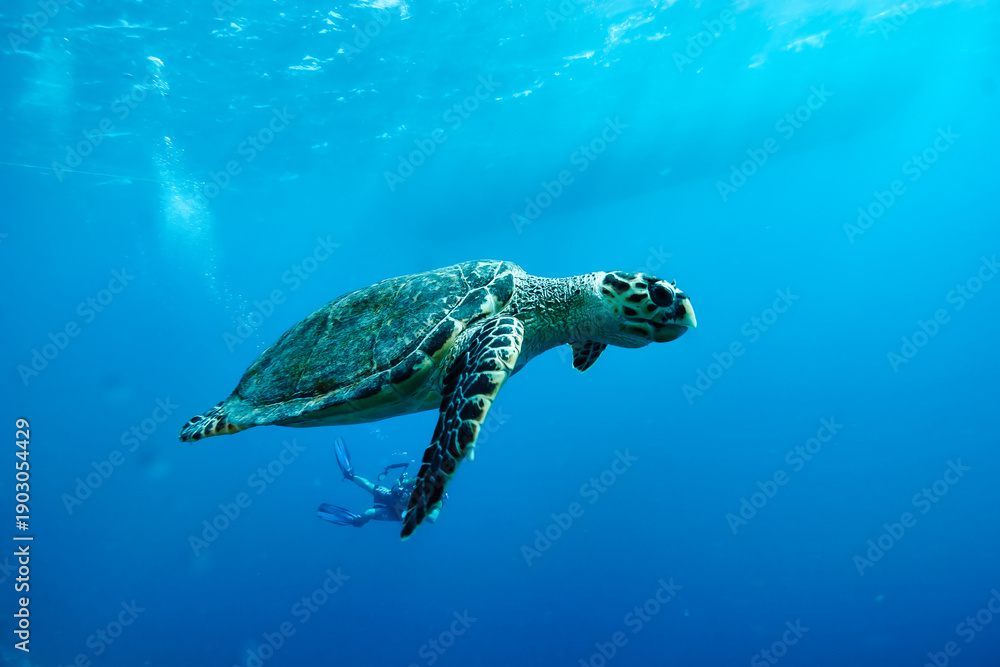 Obraz premium Graceful Sea Turtle Gliding Through Crystal Clear Underwater Depths in Vibrant Blue Ocean