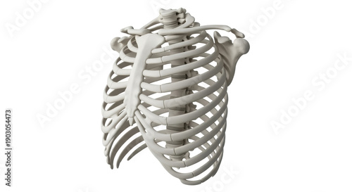 Foto Human rib cage PNG isolated on transparent background, anatomical skeletal struc