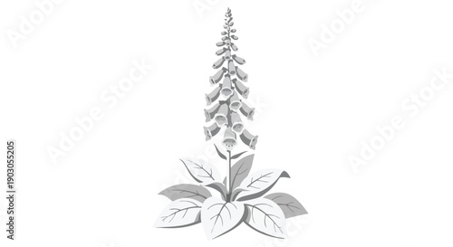 Elegant monochrome botanical illustration of a foxglove flower digitalis purpurea simple minimalist design for nature projects
