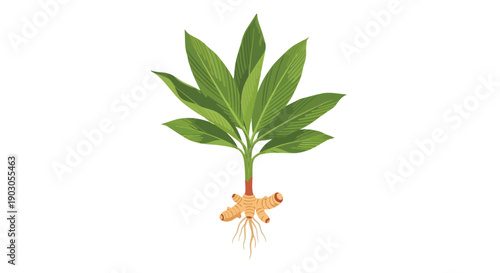 Vibrant illustration of turmeric plant, showcasing green leaves, stem, distinct rhizome root system, isolated on white. Perfect for health,