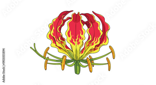 Exotic flame lily illustration vibrant crimson yellow petals undulating form green stem golden anthers botanical splendor unique flora decorative
