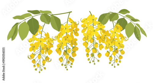 Vibrant golden shower tree blossoms cascade elegantly on lush green branches, illustrating a beautiful tropical flora vector, ideal for warm season
