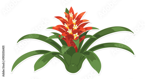 Vivid tropical bromeliad plant illustration with striking red-orange bloom and lush green foliage on a pristine white background ideal for botanical