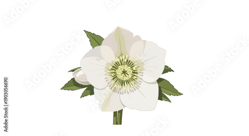Elegant white hellebore bloom with vibrant green foliage a delicate winter flowering plant illustration