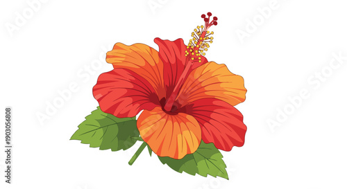 Vibrant Red and Orange Hibiscus Blossom with Green Foliage Illustration, a stunning tropical floral design perfect for natural beauty themes and