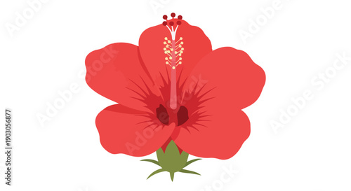 Exquisite tropical red hibiscus flower illustration featuring detailed stamen and vibrant petals, presented in a crisp vector art style. Isolated