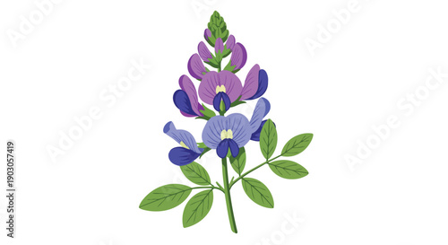 Colorful lupine flower illustration with purple and blue blossoms and fresh green foliage