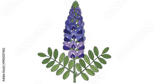 A captivating vector illustration showcasing a tall spike of vibrant purple and blue blossoms, elegantly framed by lush green leaves. This botanical