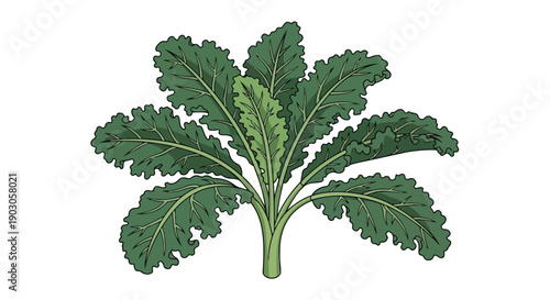 A detailed stylized illustration of fresh, leafy green kale, highlighting organic produce for healthy eating and sustainable culinary practices.