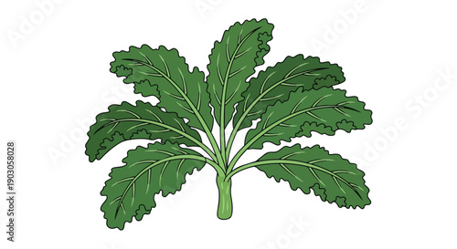 Vibrant vector illustration of fresh, green curly kale leaves. Crisp graphic embodies organic goodness and wholesome nutrition on a pure white design