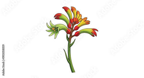 Vibrant native australian flora illustration featuring a unique kangaroo paw bloom showcasing beautiful red yellow and green hues perfect for