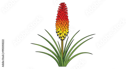 Vibrant torch lily illustration with fiery gradient petals and lush green foliage on a pristine white background