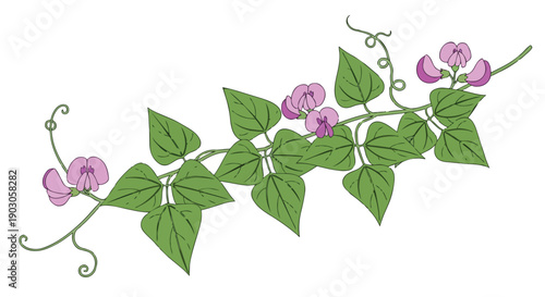 Stylized botanical drawing of graceful flowering vines with delicate purple petals and fresh green foliage
